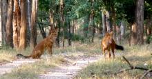 Pakhui Wildlife Sanctuary