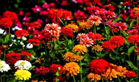 Flower Show Festival