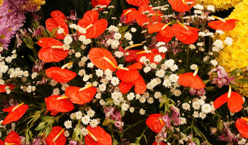 Anthurium Festival