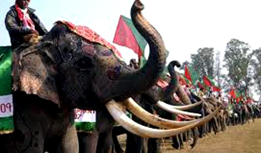Elephant Festival