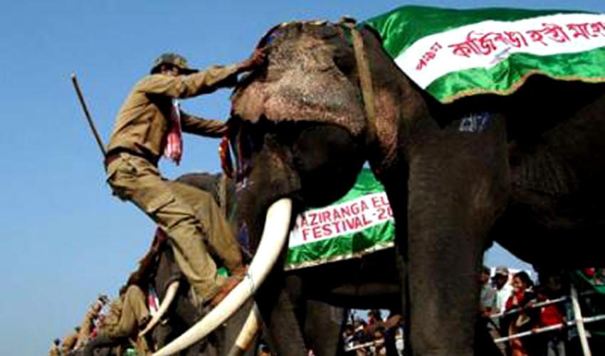 Elephant Festival