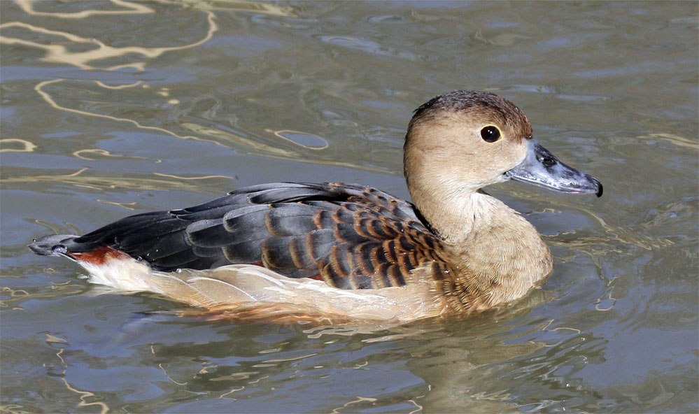 Chakrashila Wildlife Sanctuary 