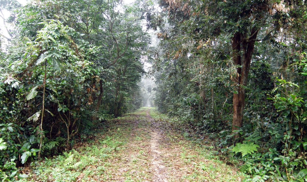 Gibbon Wildlife Sanctuary