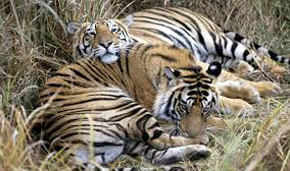 Balpakram National Park