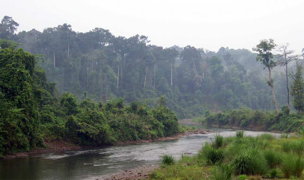 Dehing Patkai Wildlife Sanctuary