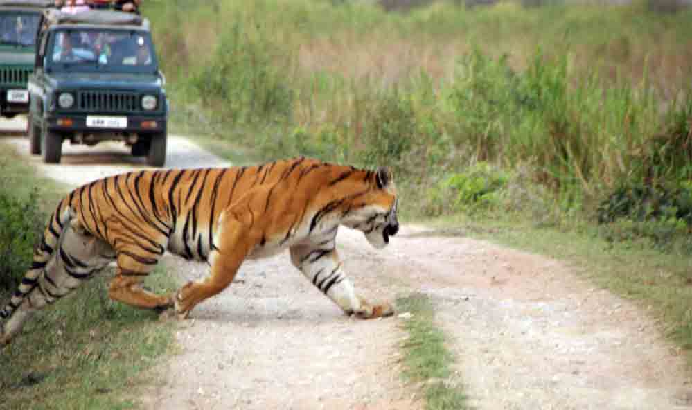 Kaziranga National Park 