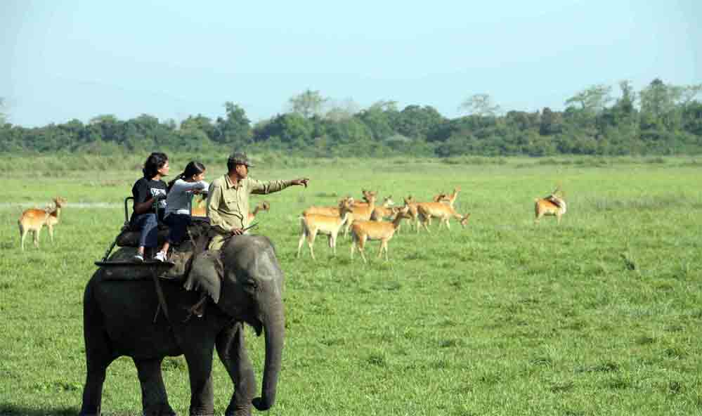 Kaziranga National Park 