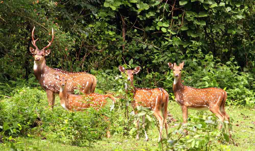 Kaziranga National Park 