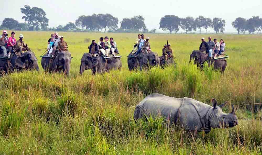 Kaziranga National Park 