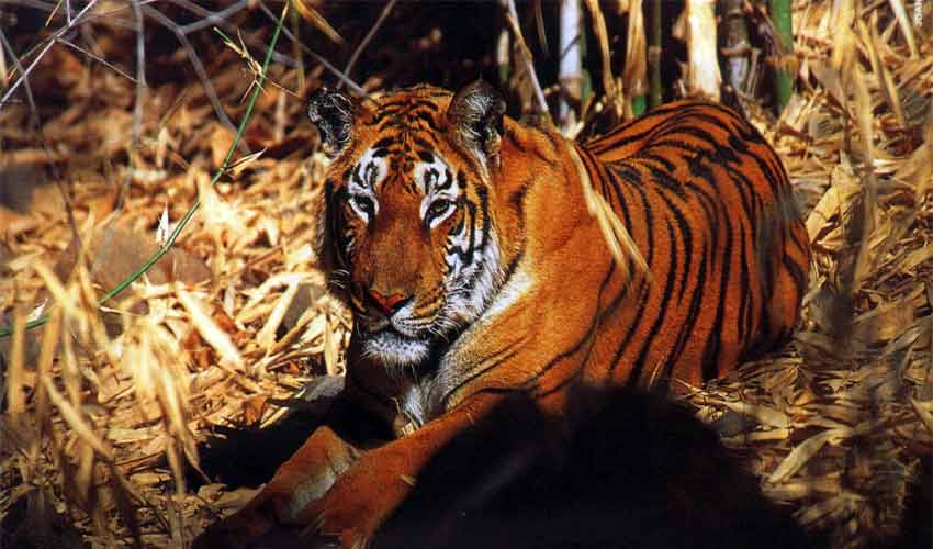 Nameri National Park