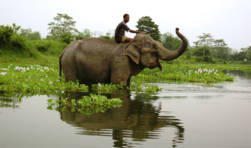 Nameri National Park