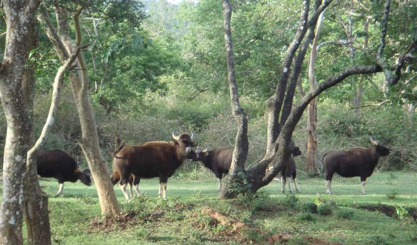 Nameri National Park