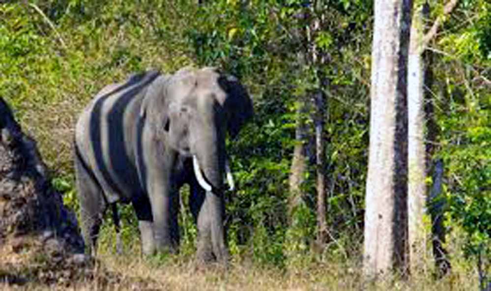 Nokrek National Park