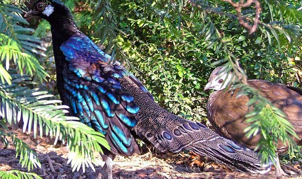 Nokrek National Park