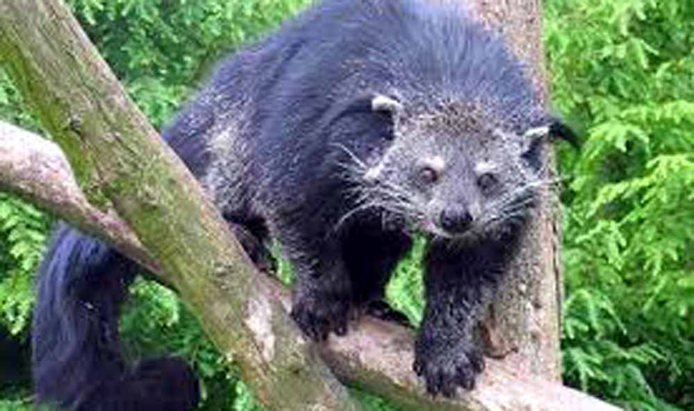 Nokrek National Park