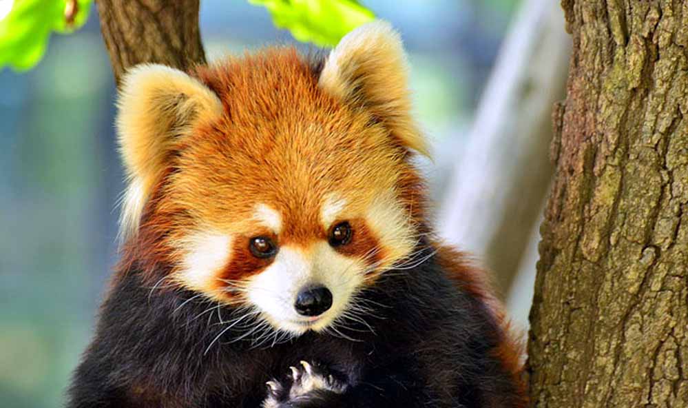 Nokrek National Park