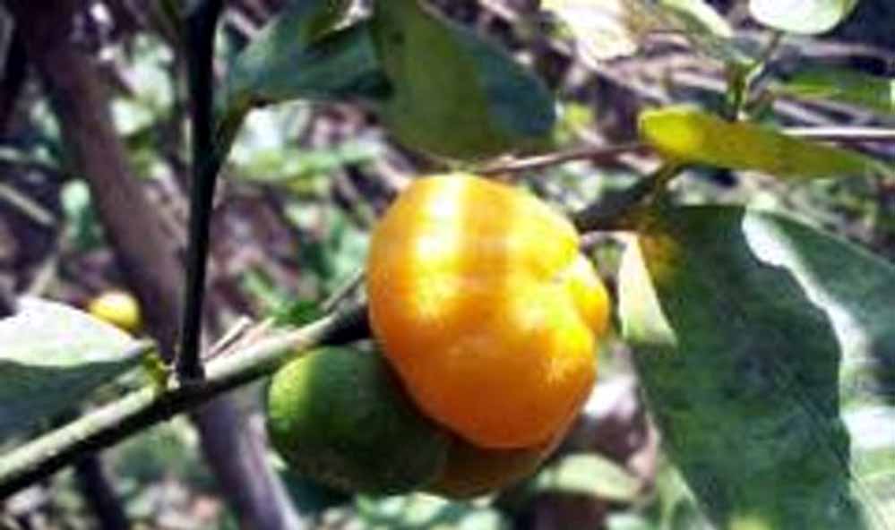 Nokrek National Park