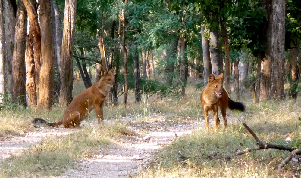 Pakhui Wildlife Sanctuary
