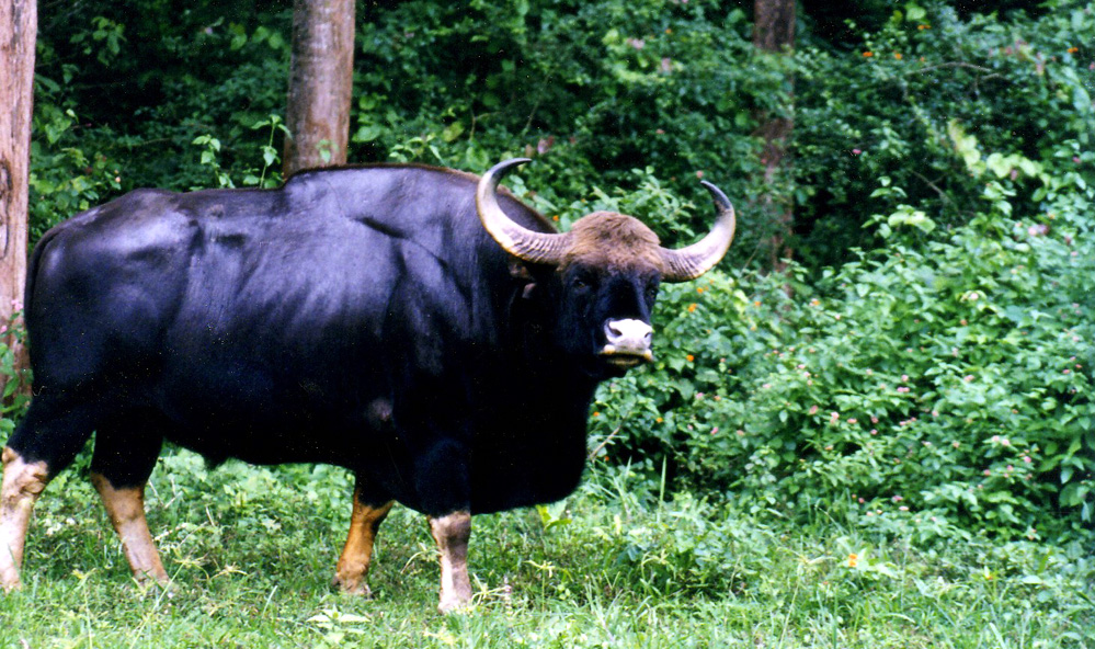 Pakhui Wildlife Sanctuary