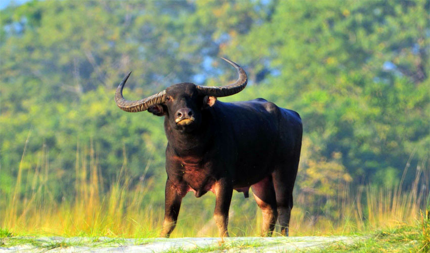 Pobitora Wildlife Sanctuary