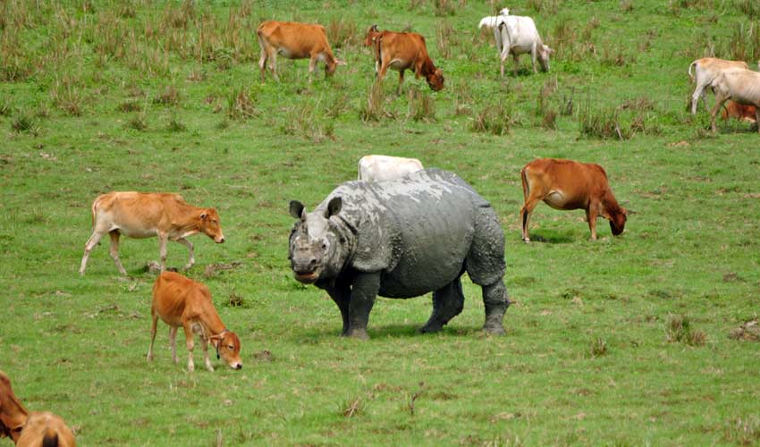 Pobitora Wildlife Sanctuary