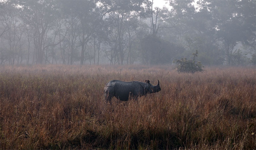 Pobitora Wildlife Sanctuary